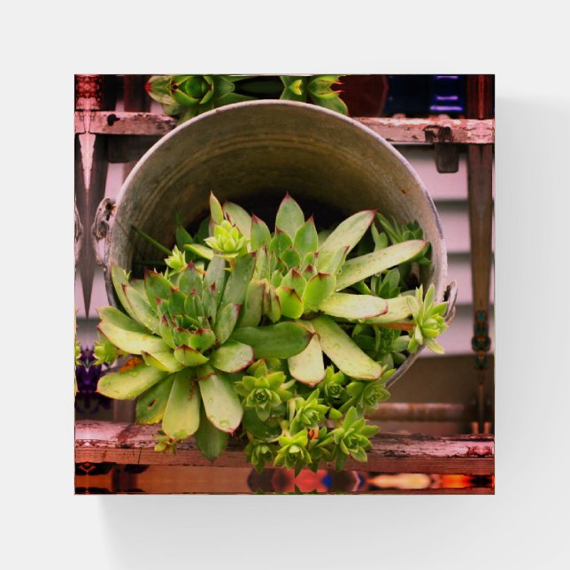 Hens And Chicks Succulents In A Bucket  Paperweight (Front)