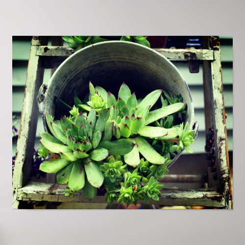 Hens And Chicks Succulents In A Bucket  Poster