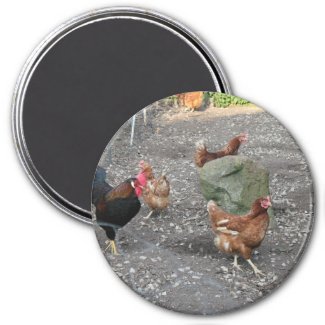 Hens and Rooster Magnet