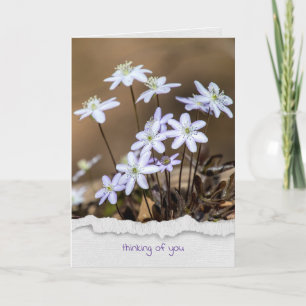 hepatica wildflower thinking of you card