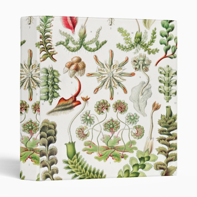 Hepaticae Lebermoose by Ernst Haeckel 3 Ring Binder (Front/Spine)