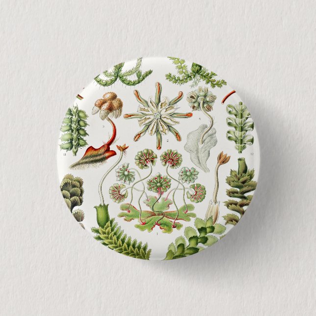 Hepaticae Lebermoose by Ernst Haeckel Button (Front)