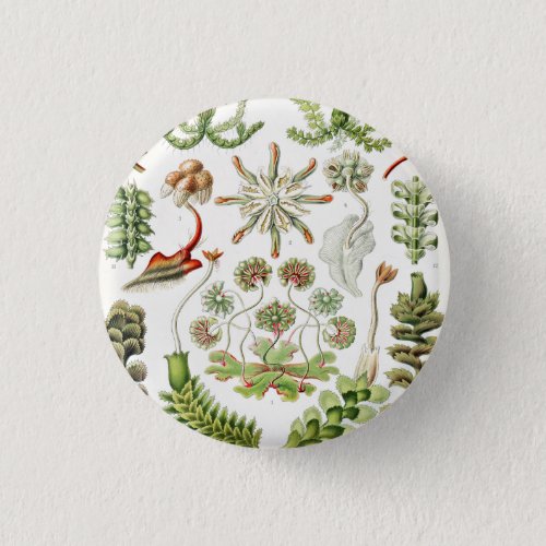 Hepaticae Lebermoose by Ernst Haeckel Button