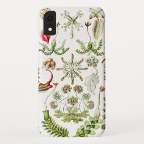 Hepaticae Lebermoose by Ernst Haeckel iPhone XR Case