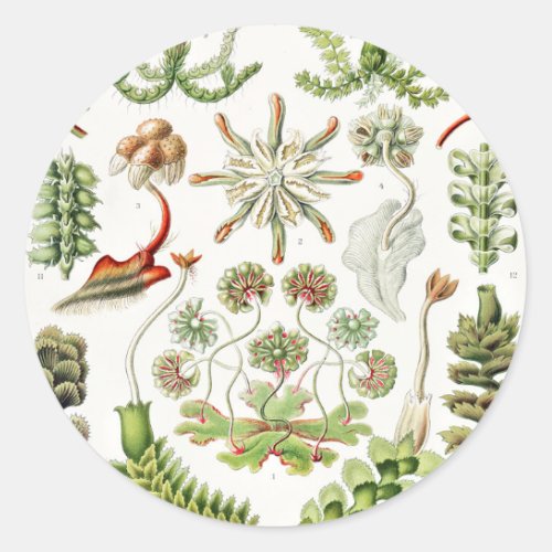 Hepaticae Lebermoose by Ernst Haeckel Classic Round Sticker