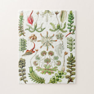 Hepaticae Lebermoose by Ernst Haeckel Jigsaw Puzzle