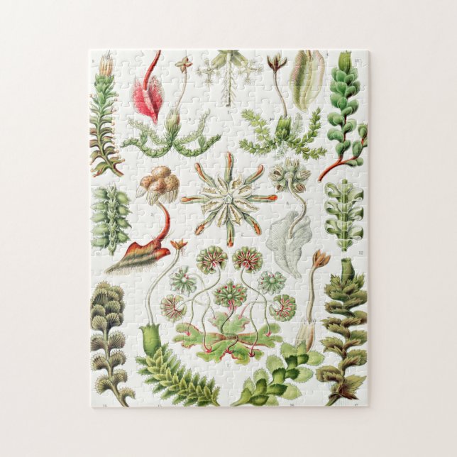 Hepaticae Lebermoose by Ernst Haeckel Jigsaw Puzzle (Vertical)