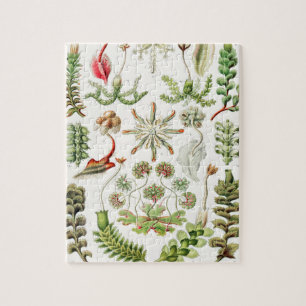 Hepaticae Lebermoose by Ernst Haeckel Jigsaw Puzzle