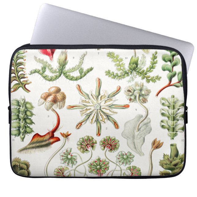 Hepaticae Lebermoose by Ernst Haeckel Laptop Sleeve (Front)