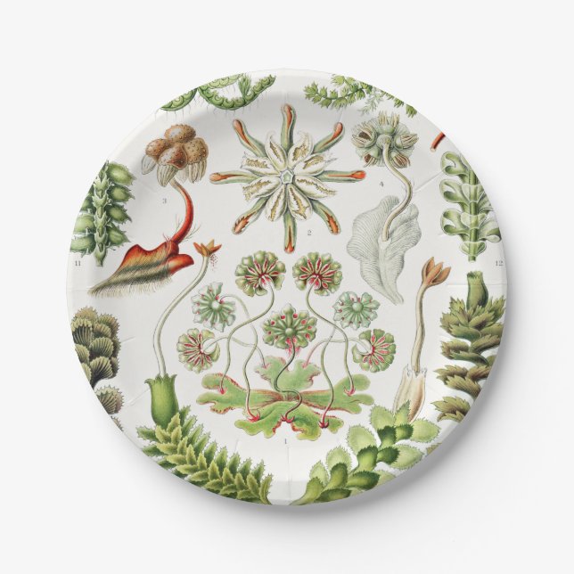 Hepaticae Lebermoose by Ernst Haeckel Paper Plates (Front)