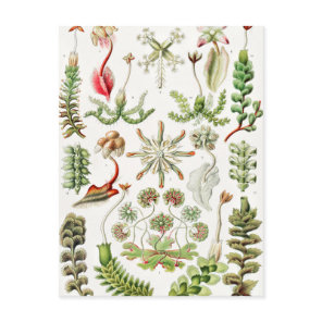 Hepaticae Lebermoose by Ernst Haeckel Postcard