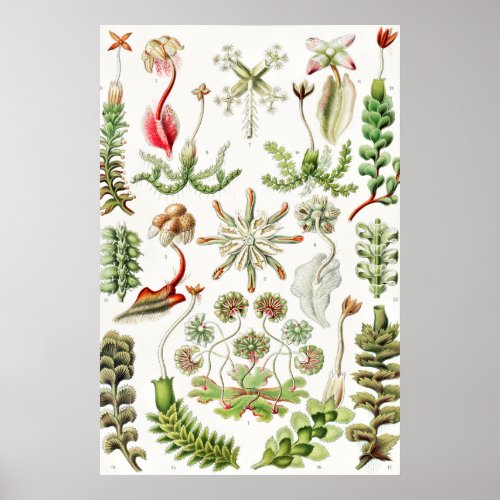 Hepaticae Lebermoose by Ernst Haeckel Poster