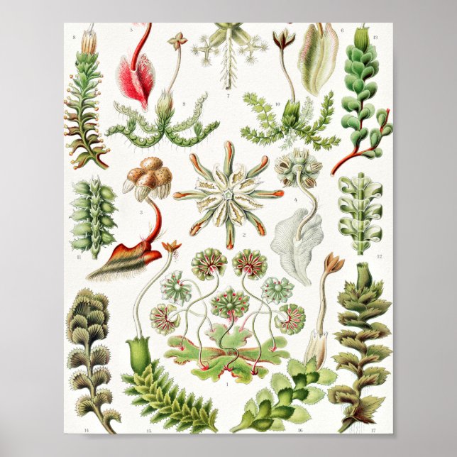 Hepaticae Lebermoose by Ernst Haeckel Poster (Front)