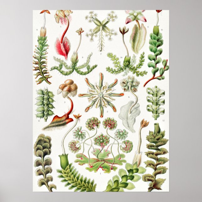 Hepaticae Lebermoose by Ernst Haeckel Poster (Front)