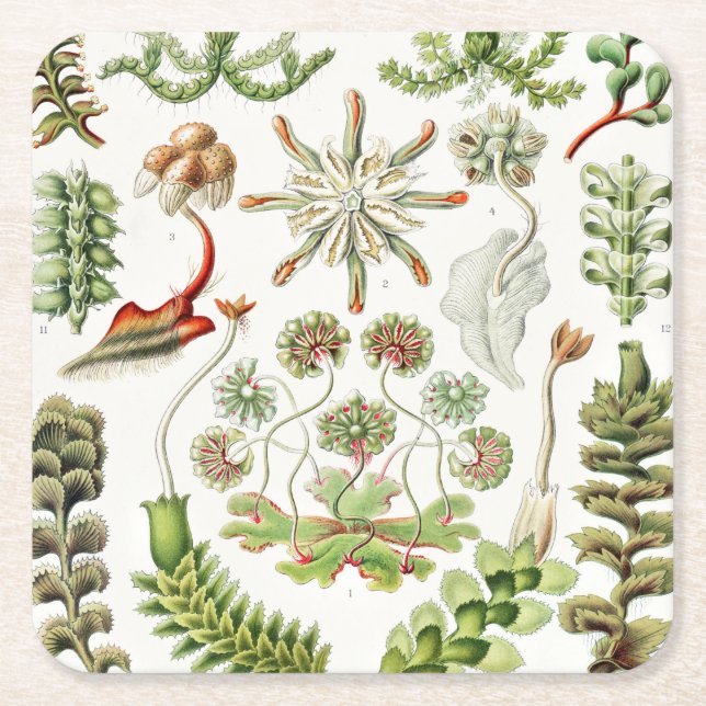 Hepaticae Lebermoose by Ernst Haeckel Square Paper Coaster (Front)