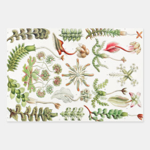 Hepaticae Lebermoose by Ernst Haeckel Wrapping Paper Sheets