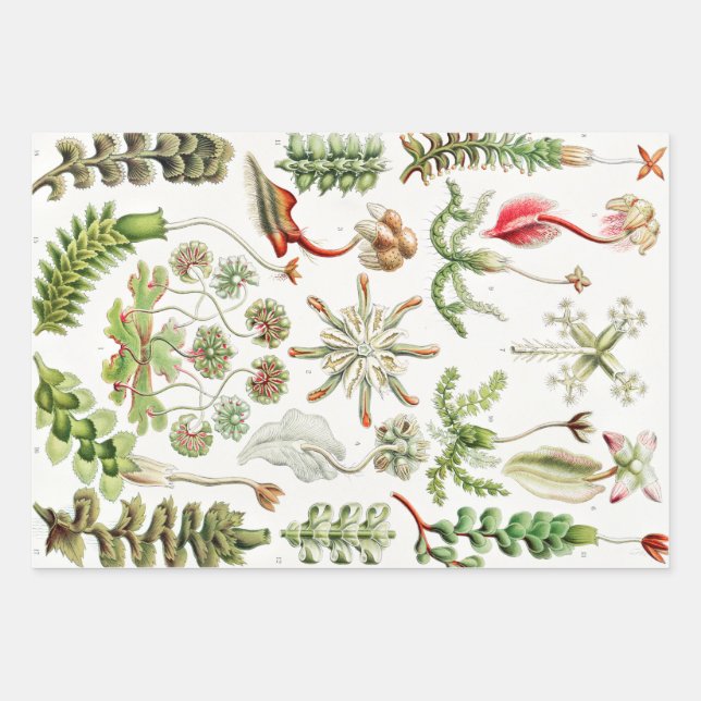 Hepaticae Lebermoose by Ernst Haeckel Wrapping Paper Sheets (Front)