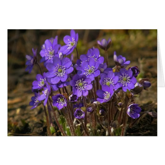 Hepaticas Cards (Front Horizontal)