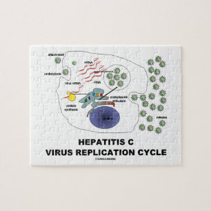 Hepatitis C Viral Replication Cycle Jigsaw Puzzle