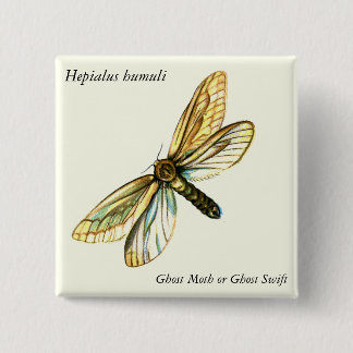 Hepialus humuli female - Ghost Moth or Ghost Swift Button