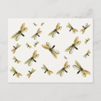 Hepialus humuli female - Ghost Moth or Ghost Swift Postcard