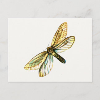 Hepialus humuli female - Ghost Moth or Ghost Swift Postcard