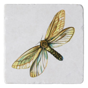 Hepialus humuli female - Ghost Moth or Ghost Swift Trivet