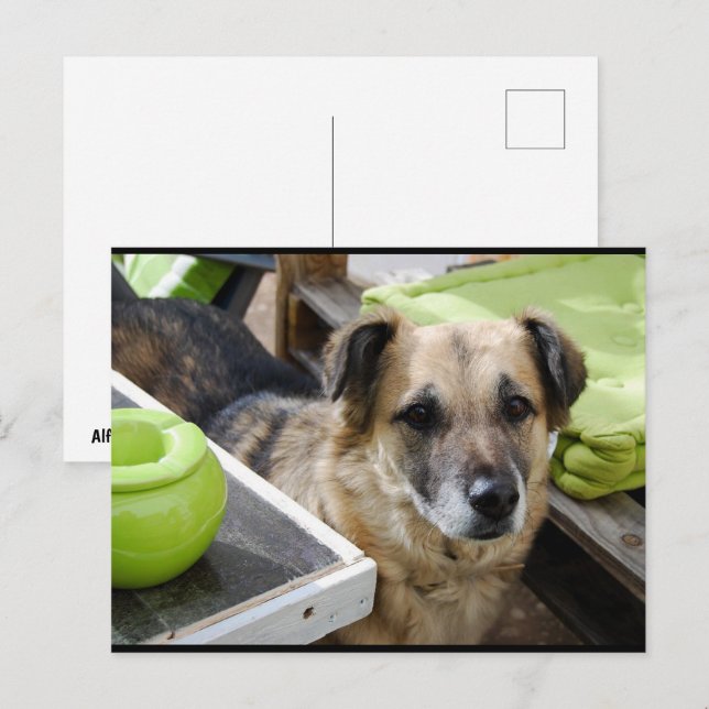 Her Loyal Focus Postcard (Front/Back)