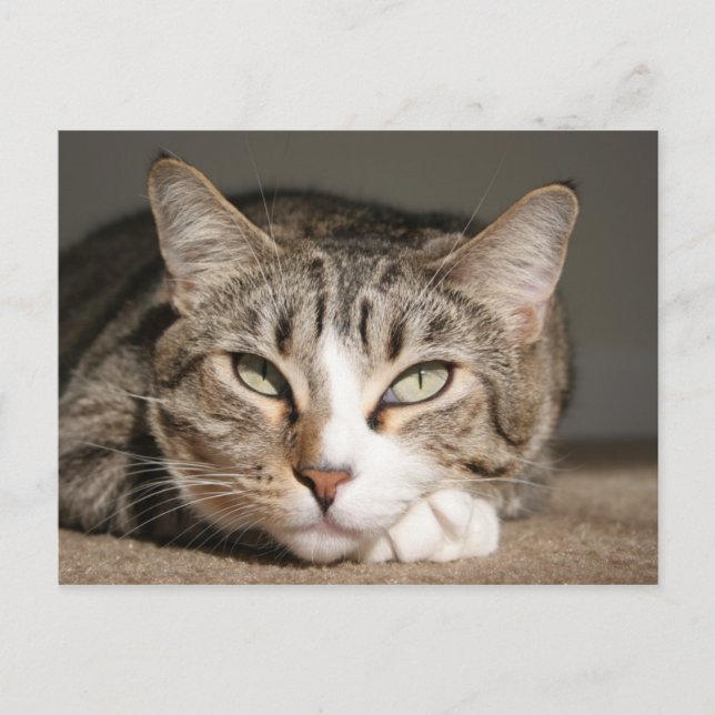 Her name is Asia Postcard (Front)