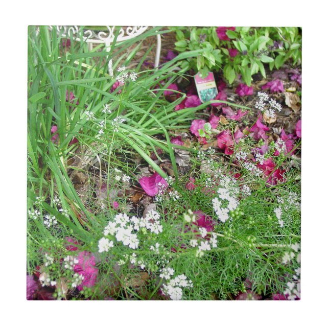 Herb collection chives photograph art ceramic tile (Front)