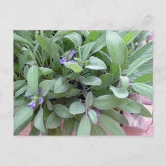 Herb collection sage photograph art postcard