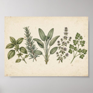 Herb Garden Kitchen Print — Vintage Botanical
