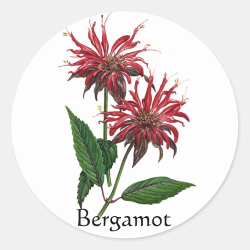 Herb Garden Series _ Bergamot Classic Round Sticker