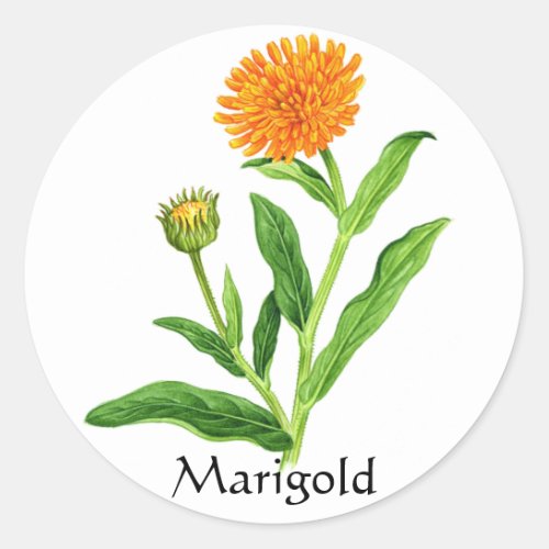 Herb Garden Series _ Marigold Classic Round Sticker