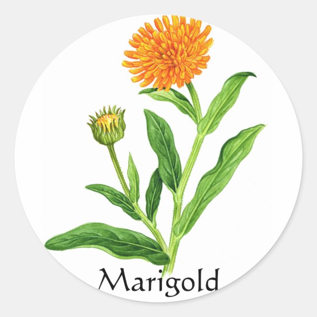 Herb Garden Series - Marigold Classic Round Sticker (Front)
