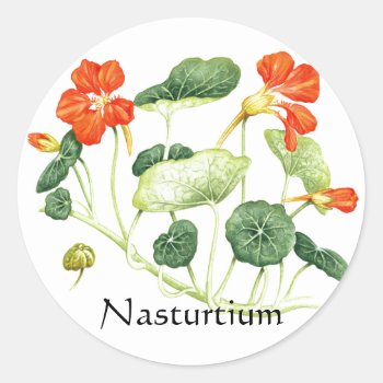 Herb Garden Series - Nasturtium Classic Round Sticker by Spice at Zazzle
