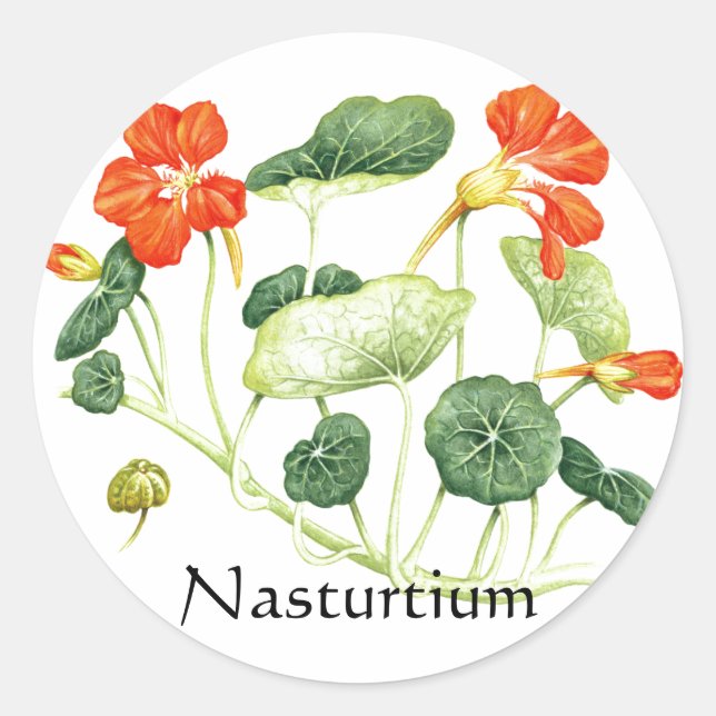 Herb Garden Series - Nasturtium Classic Round Sticker (Front)