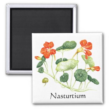 Herb Garden Series - Nasturtium Magnet by Spice at Zazzle