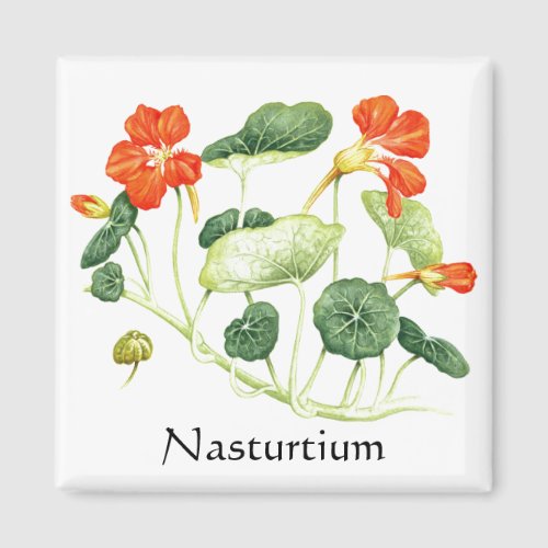 Herb Garden Series _ Nasturtium Magnet