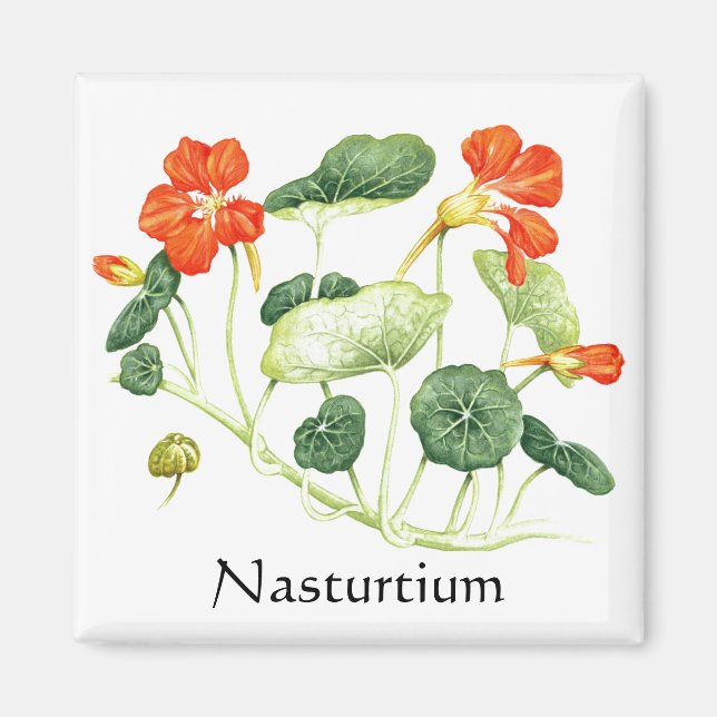 Herb Garden Series - Nasturtium Magnet (Front)