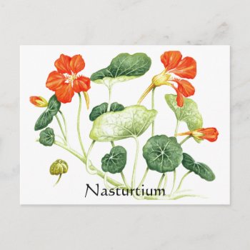Herb Garden Series - Nasturtium Postcard by Spice at Zazzle