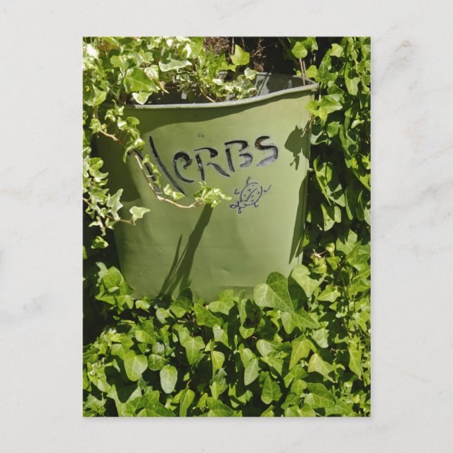 Herb Pot & Ivy Postcard (Front)