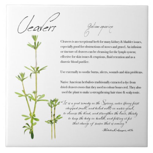 Herbal Apothecary Cleavers  Ceramic Tile