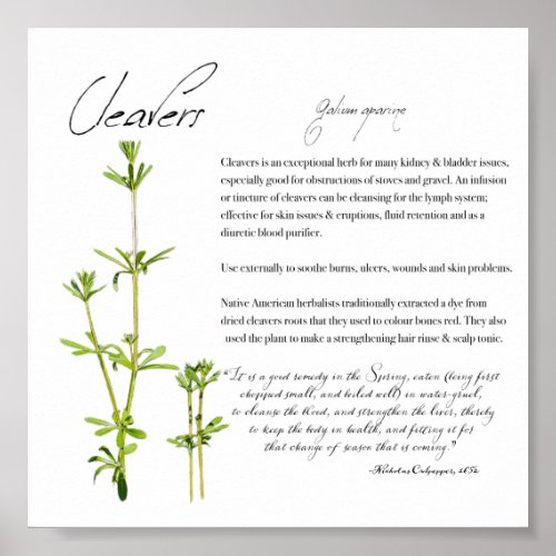 Herbal Apothecary Cleavers  Value Paper Poster