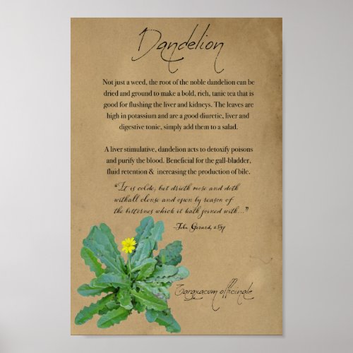 Herbal Apothecary Dandelion  Tall Poster