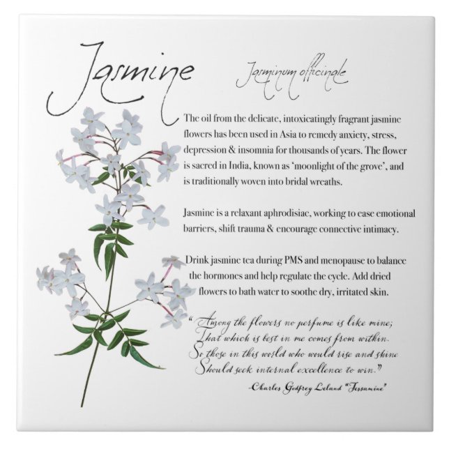 Herbal Apothecary: Jasmine | Flower Ceramic Tile (Front)