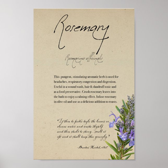 Herbal Apothecary: Rosemary | Tall Poster (Front)