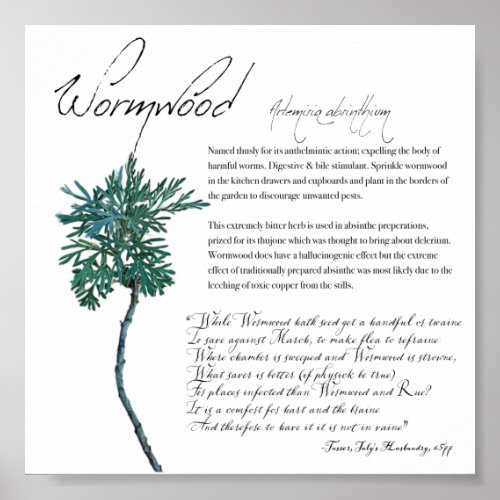 Herbal Apothecary Wormwood  Value Paper Poster