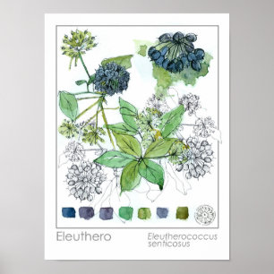 Herbalist Eleuthero Medicinal Herb Watercolor Poster
