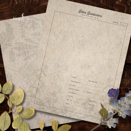 Herbarium Plant Specimen Sheet Old Paper